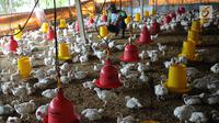 Peternak memberikan makan pada ayam pedaging broiler di kawasan Cipelang, Bogor, Jawa Barat, Selasa (24/7). Harga daging ayam naik mencapi angka Rp 50 ribu per kilogram. (Merdeka.com/Arie Basuki)