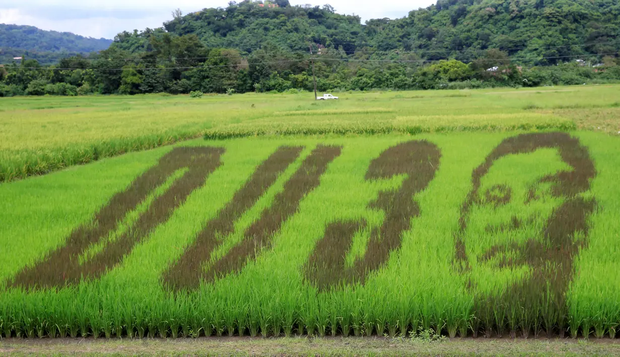 Karya seni bergambar wajah Presiden Filipina Rodrigo Duterte dengan huruf D U dan nomor 3, sebuah permainan kata dari nama Presiden "DU30", di areal sawah yang tengah ditanami padi di Kota Los Banos, Manila Selatan, Kamis (6/10). (REUTERS/Romeo Ranoco)