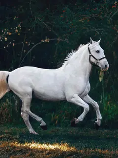 Ilustrasi kuda berwarna putih. (dok. Unsplash/Helena Lopes)