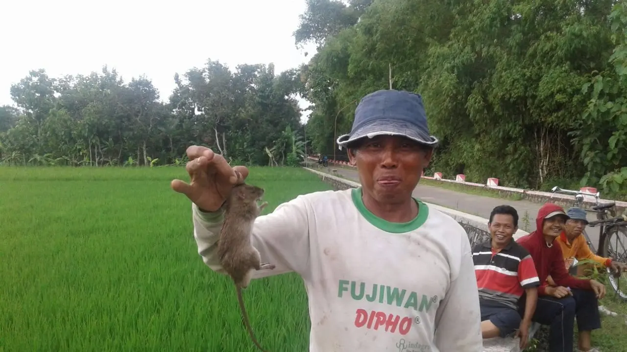 Tikus