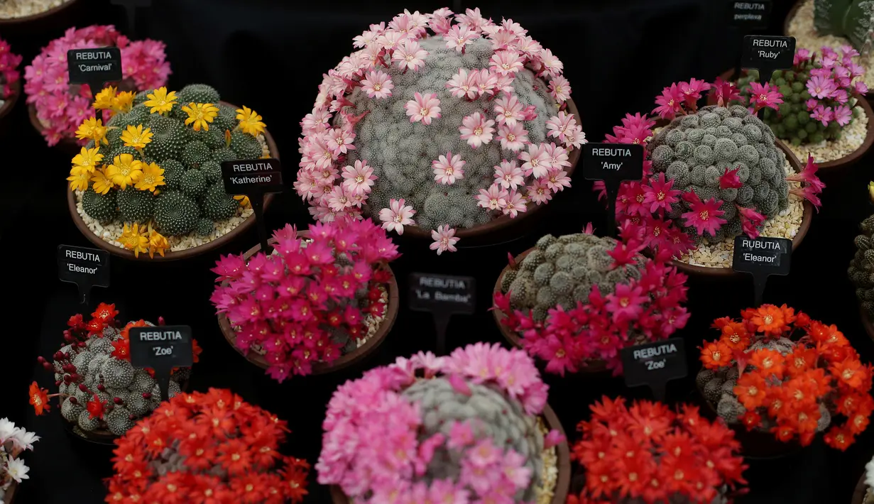 Bunga Rebutia cacti dipajang selama RHS (Royal Horticultural Society) Chelsea Flower Show, London, Senin (21/5). Festival tahunan ini yang diadakan selama lima hari pada bulan Mei oleh Royal Horticultural Society. (Daniel LEAL-OLIVAS/AFP)