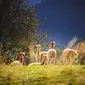 Kawanan hewan llama sedang berkumpul (Wildercr/Pixabay).