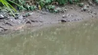 Kemunculan Buaya Sungai Deli Bikin Resah Warga Medan Maimun