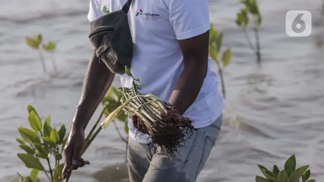 Jaga Kawasan Pesisir, Pertamina Tanam Ribuan Bibit Mangrove di Pantai Tiris Indramayu