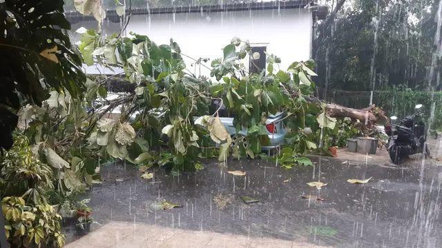 Pohon tumbang yang menimpa sebuah mobil sedan di Cuaca Ekstrim di Depok Sebabkan Pohon Tumbang Putus Jalan Hingga Menimpa mobil di Puri Insani 2, Cilodong, Depok.