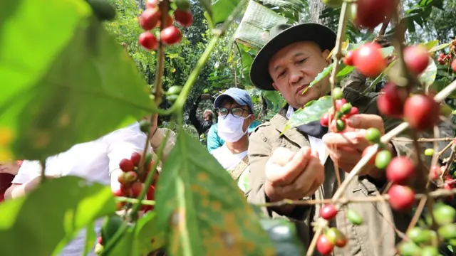 Menteri Koperasi dan UKM Teten Masduki panen kopi. (Dok Kemenkop)