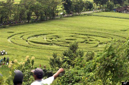 Crop circle di Sleman | Foto: copyright huffingtonpost.com