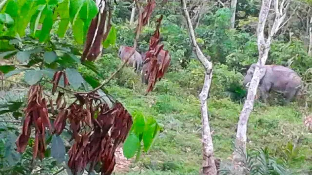 Gajah liar dari TNTN yang terpantau masuk ke kebun dan mendekati pemukiman masyarakat di Riau.