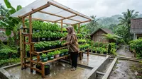 6 Cara Membuat Kebun Sayur Vertikal Anti Becek saat Musim Hujan untuk Panen Maksimal