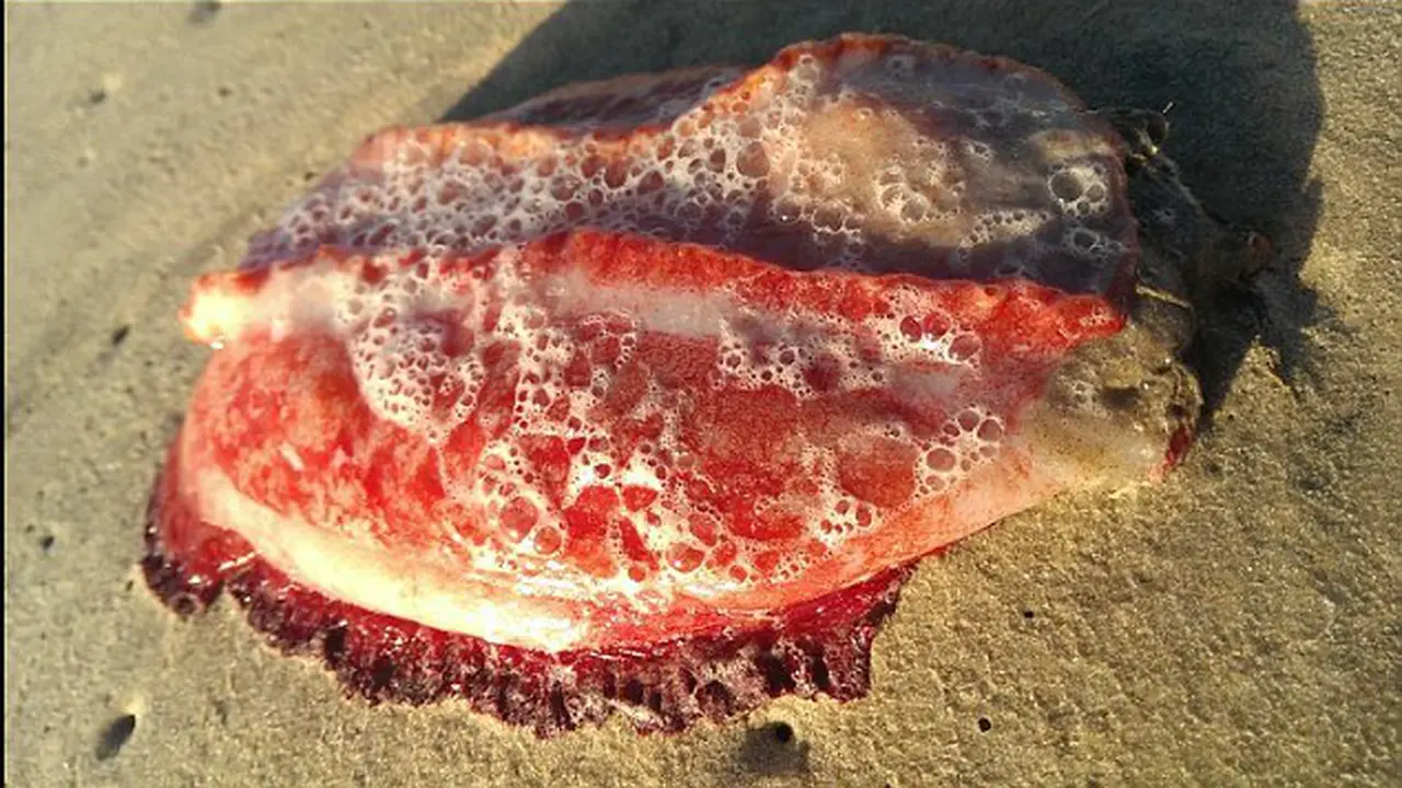 Ditemukan Makhluk Laut Misterius Berwarna Merah di Pantai