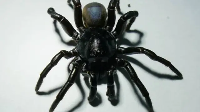 Laba-laba Pine Rockland Trapdoor Spider (Miami Zoo)