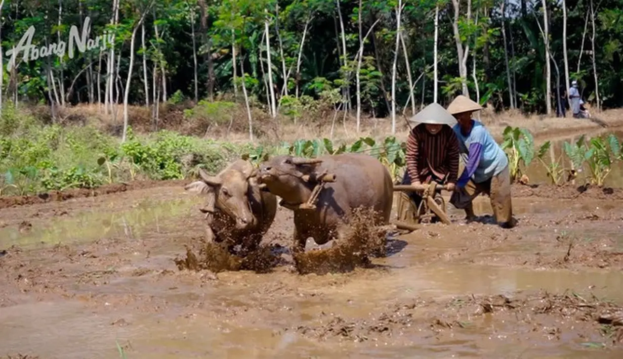 Narji ke sawah (Youtube/Abang Narji)