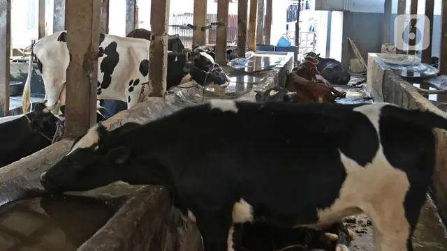 Penerapan Inseminasi Buatan untuk Peningkatan Produksi Hewan Ternak