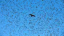 Sebuah burung elang terbang dikelilingi sekolompok burung jalak yang tengah bermigrasi dilangit kota Beer Sheva, Israel selatan 26 Desember 2016. Fenomena ini disebut 'murmuration' yang berlangsung saat musim dingin. (REUTERS/Baz Ratner)