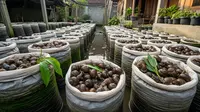 8 Ide Ternak di Karung Bekas yang Mudah Dibuat Pemula, Minim Risiko Tapi Menguntungkan