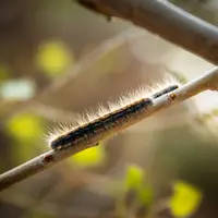 Ilustrasi Ulat Bulu/https://unsplash.com/Patrick Hendry