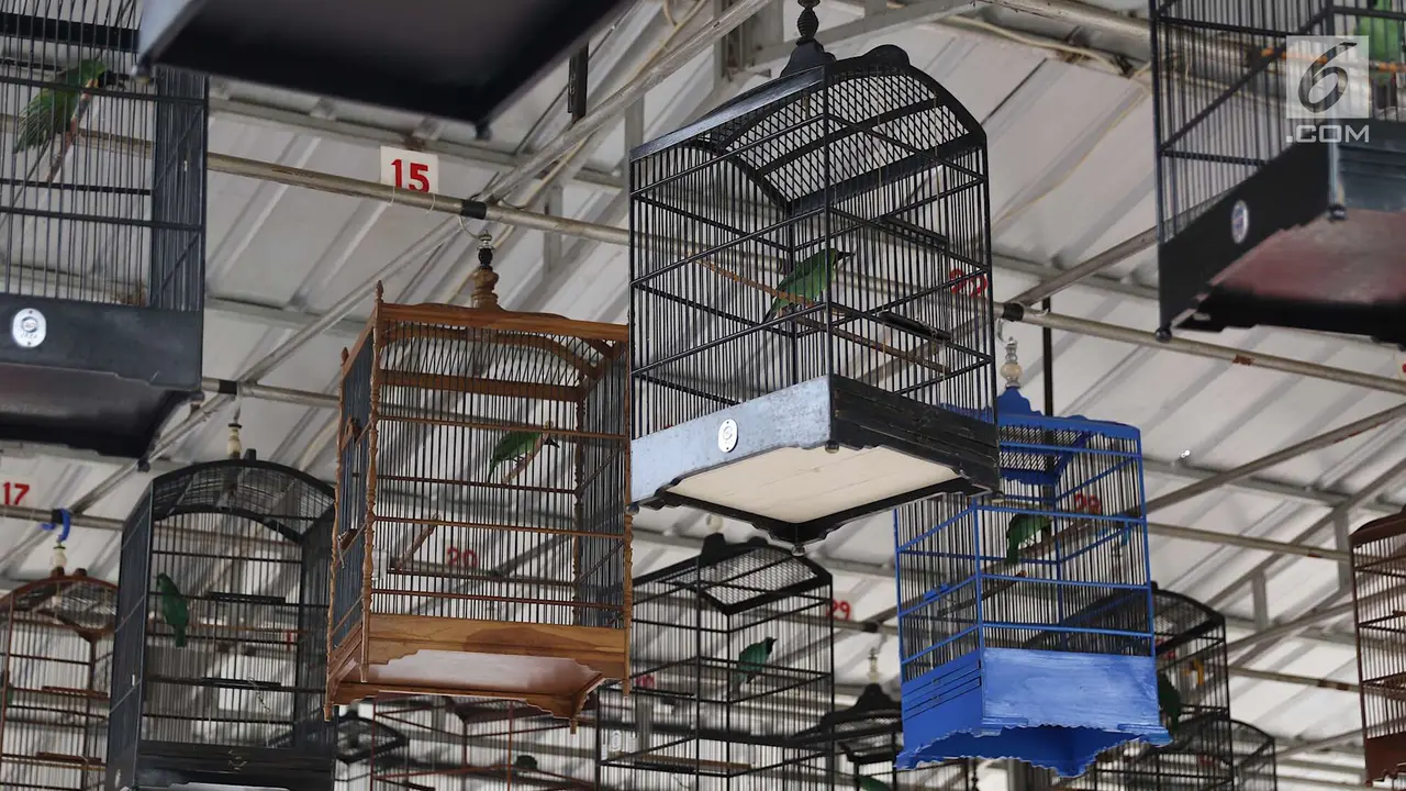 Lomba Kicau Burung Sedot Perhatian Warga di KBT