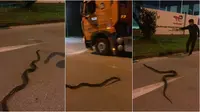 Aksi Berani Pria Arahkan Piton Sebrangi Jalan, Selamatkan dari Dilindas Kendaraan