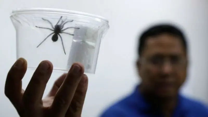 Petugas bea cukai menunjukkan salah satu dari 757 tarantula yang disita (AP/Aaron Favila)