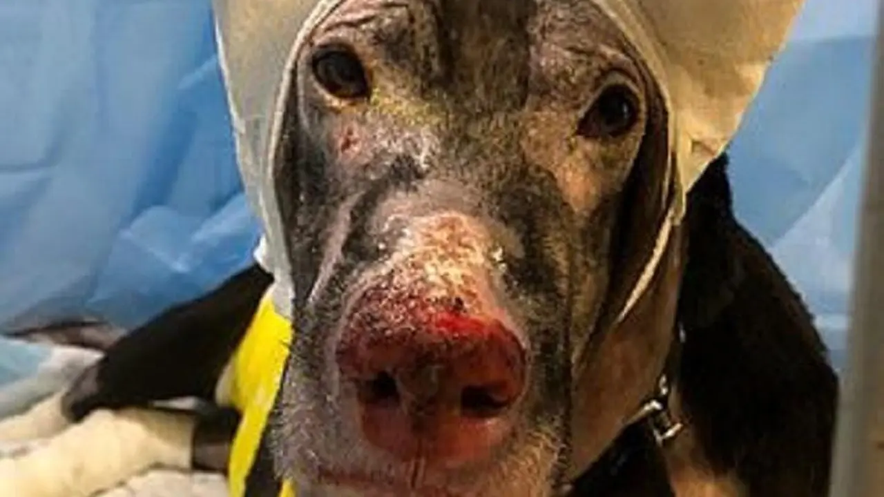 Anjing Pemberani, Rela Mati Demi Selamatkan Pasien dalam Kebakaran RS
