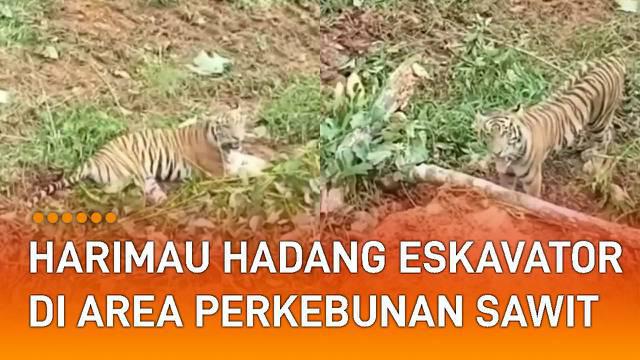 Seekor harimau hadang eskavator di perkebunan sawit menarik perhatian.