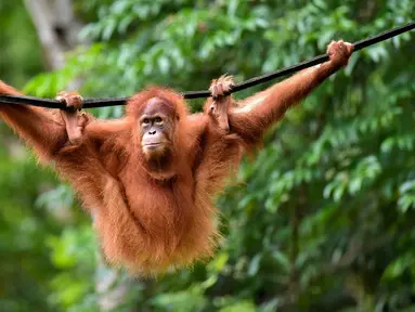 Orangutan bernama Elaine berayun pada tali saat dilepasliarkan di Cagar Alam Hutan Pinus Jantho, Aceh Besar, Selasa (18/6/2019). Balai Konservasi Sumber Daya Alam (BKSDA) Aceh melepasliarkan dua orangutan Sumatera bernama Keupok Rere dan Elaine. (CHAIDEER MAHYUDDIN/AFP)