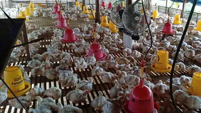 Peternak, menaruh kipas angin di dalam kandang untuk mengantisipasi cuaca panas. (Liputan6.com/Ahmad Akbar Fua)