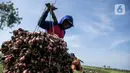 Kabupaten Brebes merupakan sentra penghasil bawang merah terbesar di Indonesia. Pada tahun 2022, Brebes menyumbang 18,5 persen produksi bawang merah nasional. (Liputan6.com/Faizal Fanani)