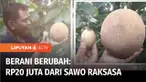 Dari pekerjaan sebelumnya menjadi sekuriti, Ismanto, warga Kota Semarang, memberanikan diri membudidayakan Mamey Sapote atau sawo raksasa. Selain dilandasi oleh hobinya di bidang pertanian, kegigihannya kini mampu menghasil pundi-pundi rupiah dari bu...