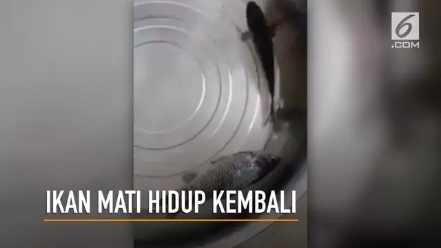 Video ikan mati hidup kembali gemparkan media sosial.