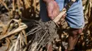 Petani Achille Crespiatico menilai kerusakan ladang jagung akibat kekeringan parah di Spino d'Adda, Italia, 11 Juli 2022. Italia dilanda kekeringan terburuk dalam 70 tahun. (Piero CRUCIATTI/AFP)
