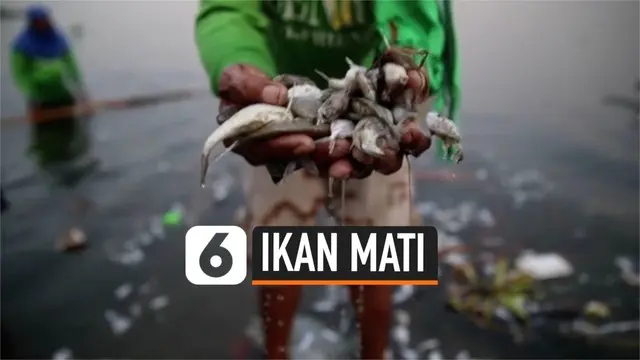 Ribuan ikan mati mengambang di pantai Filipina. Penyebab kematian hewan ini masih diselidiki badan perikanan Filipina.