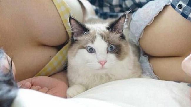 7300 Koleksi Gambar Kolase Kucing Terbaru