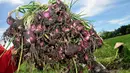 Sejumlah buruh memanen bawang merah di sawah Kelurahan Kalinyamat, Tegal, Jateng, Kamis (15/1/2015).Karena cuaca buruk, harga bawang  turun dari Rp 9.000/kilo menjadi Rp 6.000/kilo. (Antara Foto/Oky Lukmansyah)