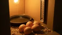 Cara Menetaskan Telur Ayam dengan Lampu dan Kardus: Mudah dan Ekonomis