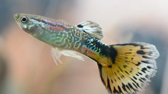 Jenis Ikan Hias Air Tawar Kecil