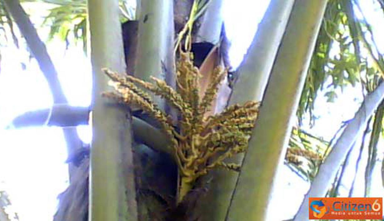 Citizen6, Trenggalek: Sekilas Pohon Kelapa ini terlihat biasa saja, tapi jika diperhatikan lagi, bunga kelapa tumbuh dua tangkai dalam satu pelepah. Pohon kelapa ini ada di Kecamatan Pule, Kabupaten Trenggalek, Jawa Timur. (Pengirim: Yusak)