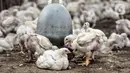Sejumlah ayam berada di agen ayam potong kawasan Cipinang Melayu, Jakarta Timur, Senin (19/12/2022). Jelang Hari Raya Natal dan Tahun Baru, harga ayam potong mengalami kenaikan secara bertahap sejak dua pekan lalu. (merdeka.com/Iqbal S. Nugroho)