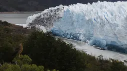 Seekor burung  terlihat di dekat dinding es raksasa dari Gletser Perito Moreno saat runtuh di Taman Nasional Los Glaciares, Argentina, Sabtu (10/3). Siklus pecahnya es ini tidak teratur dan berulang secara alami di setiap frekuensi. (Walter Diaz/AFP)