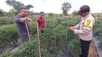 Bhabinkamtibmas Polsek Julok, Bripka Basri mengajarkan warga setempat cara menanam cabai yang baik dan benar. Ini semua dilakukan agar warga memiliki penghasilan tambahan selama masa pandemi. (Foto: Liputan6.com).