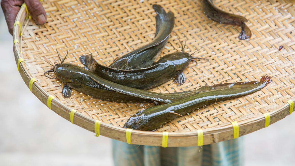 Resep Bumbu Lele Goreng Simple dan Anti Amis, Gurih dan Bikin Ketagihan