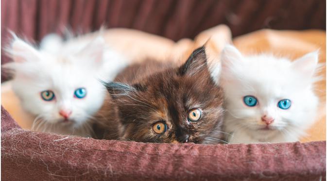 anak kucing putih mata biru