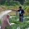 Harga Bawang Merah Mulai Turun, Tapi Tak Merata