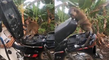 Kocak, Aksi Monyet Usil Buka Jok Motor Ini Ujungnya Bikin Tepuk Jidat