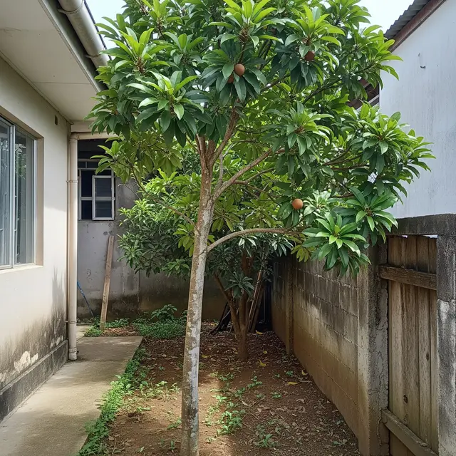 Pohon Buah dengan Batang yang Ramping untuk Lahan Rumah Sempit (Image by Gemini AI)
