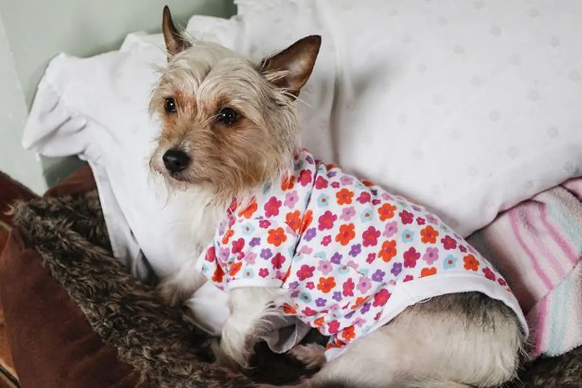 Langka! Anjing Ini Malah Alergi Sama Majikannya