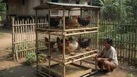 8 Jenis Ternak yang Cocok untuk Lahan 1x1 Meter di Desa, Modal Minim tapi Hasil Maksimal