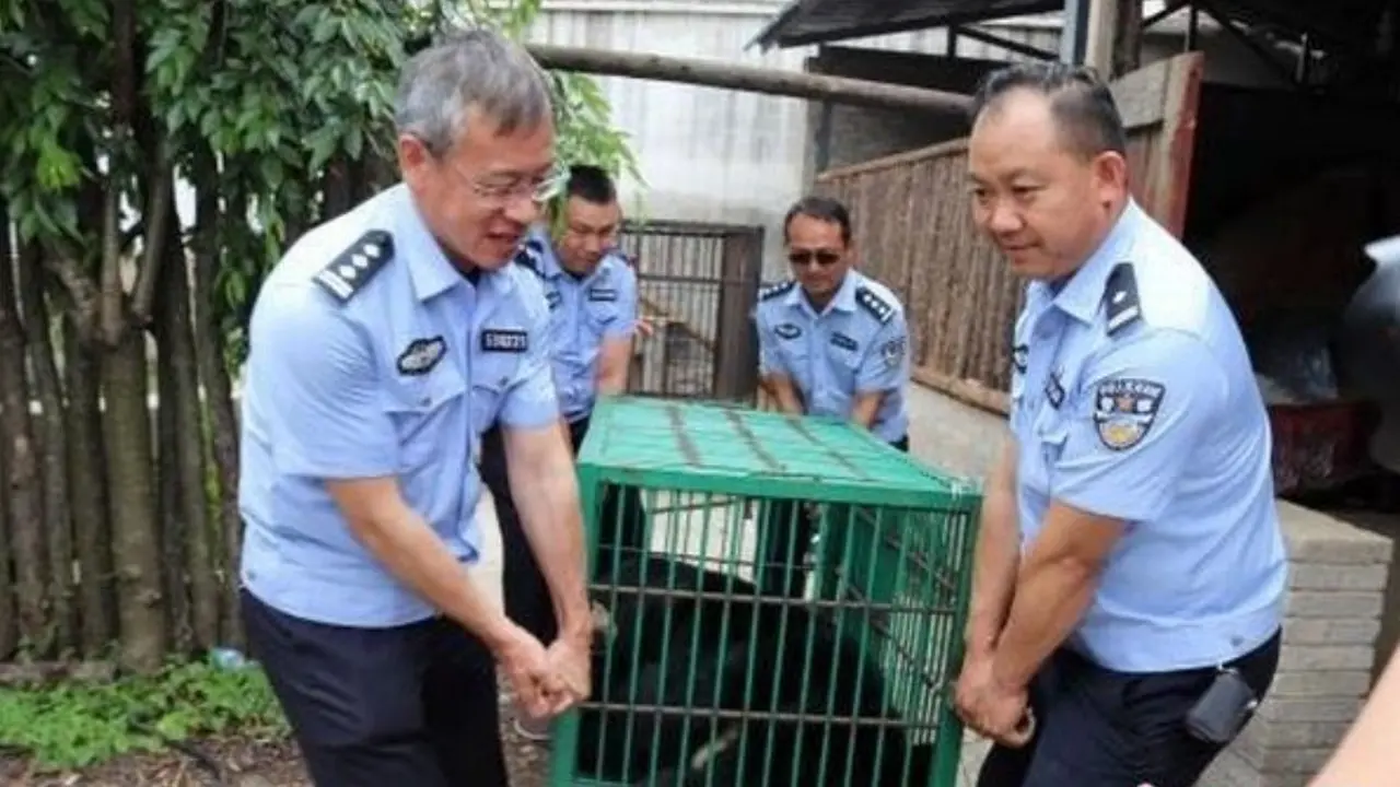 Kisah Kocak Wanita Adopsi Anak Anjing, Ternyata Beruang Langka yang Berbahaya