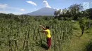 Warga melakukan aktivitas berkebung dengan latar belakang Gunung Agung yang mengembuskan asap bercampur abu vulkanik terlihat dari kawasan Sidemen, Karangasem, Bali, Jumat (8/12). (Liputan6.com/Immanuel Antonius)