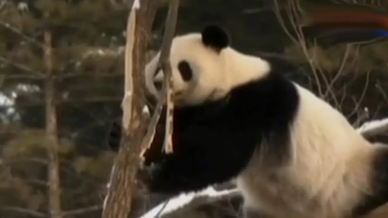 Jendela Dunia: Penelitian Perkembangbiakan Panda di Musim Dingin